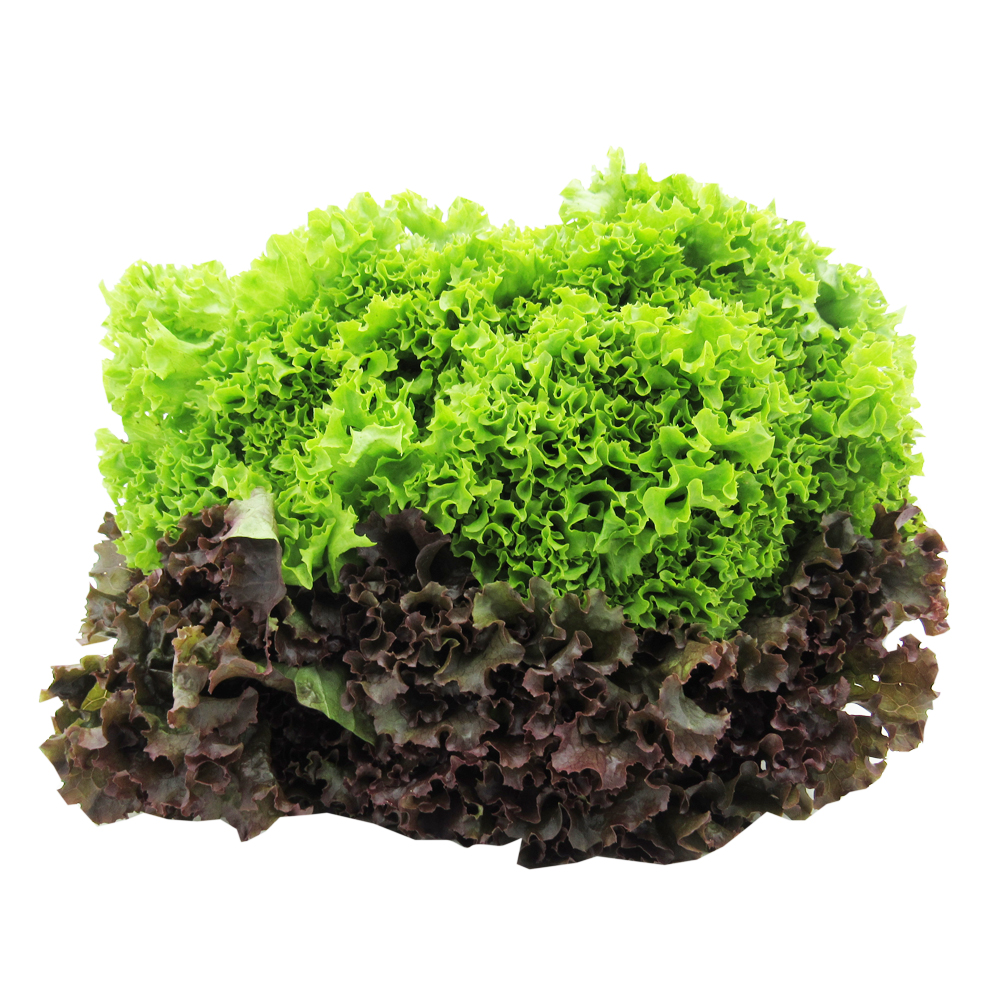 Lechuga Crespa Caja Verde o Morada