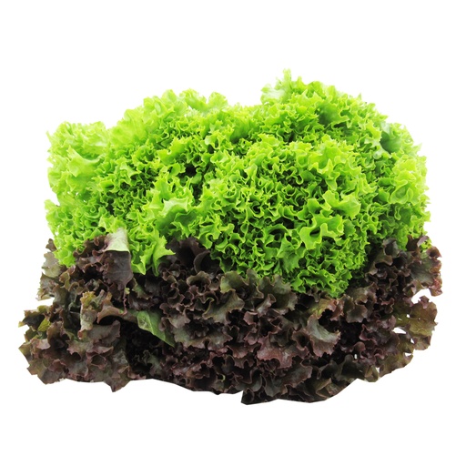 [007570] Lechuga Crespa Caja Verde o Morada