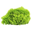 Lechuga Crespa Veggies Bolsa