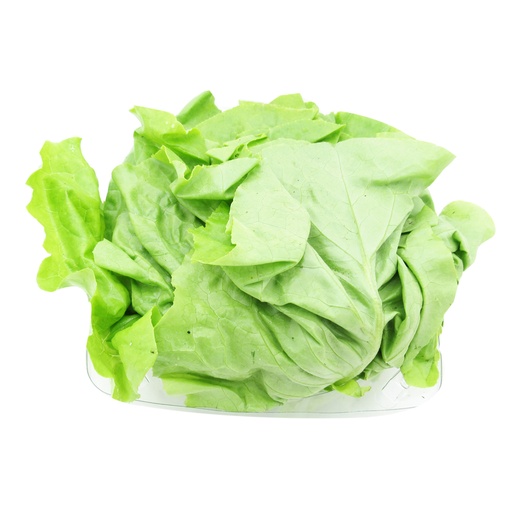 [007568] Lechuga Lisa