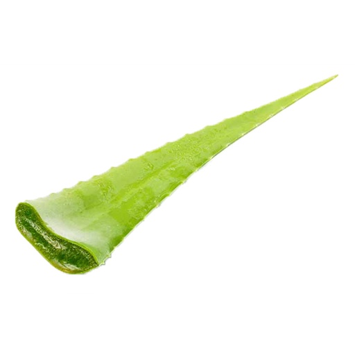 [040593] Penca Sabila (1 Unidad - 550 Gr Aprox)