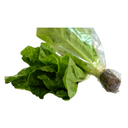 Lechuga Romana Hidropónica 200Gr